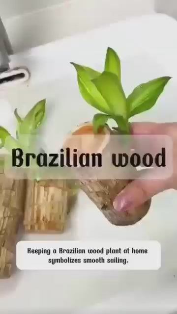 Brazilian wood plant Pack of 2